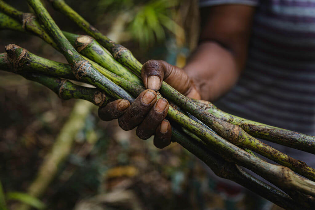 Vanuatu CIIP – Citizenship through Kava Investment