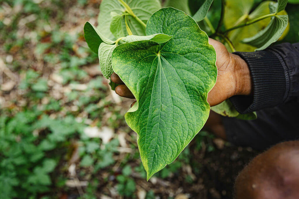 Kava Vanuatu